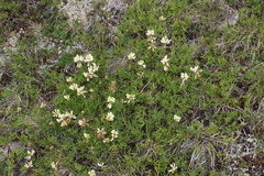Trifolium polyphyllum