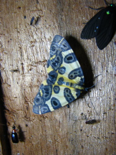 Pantherodes conglomerata