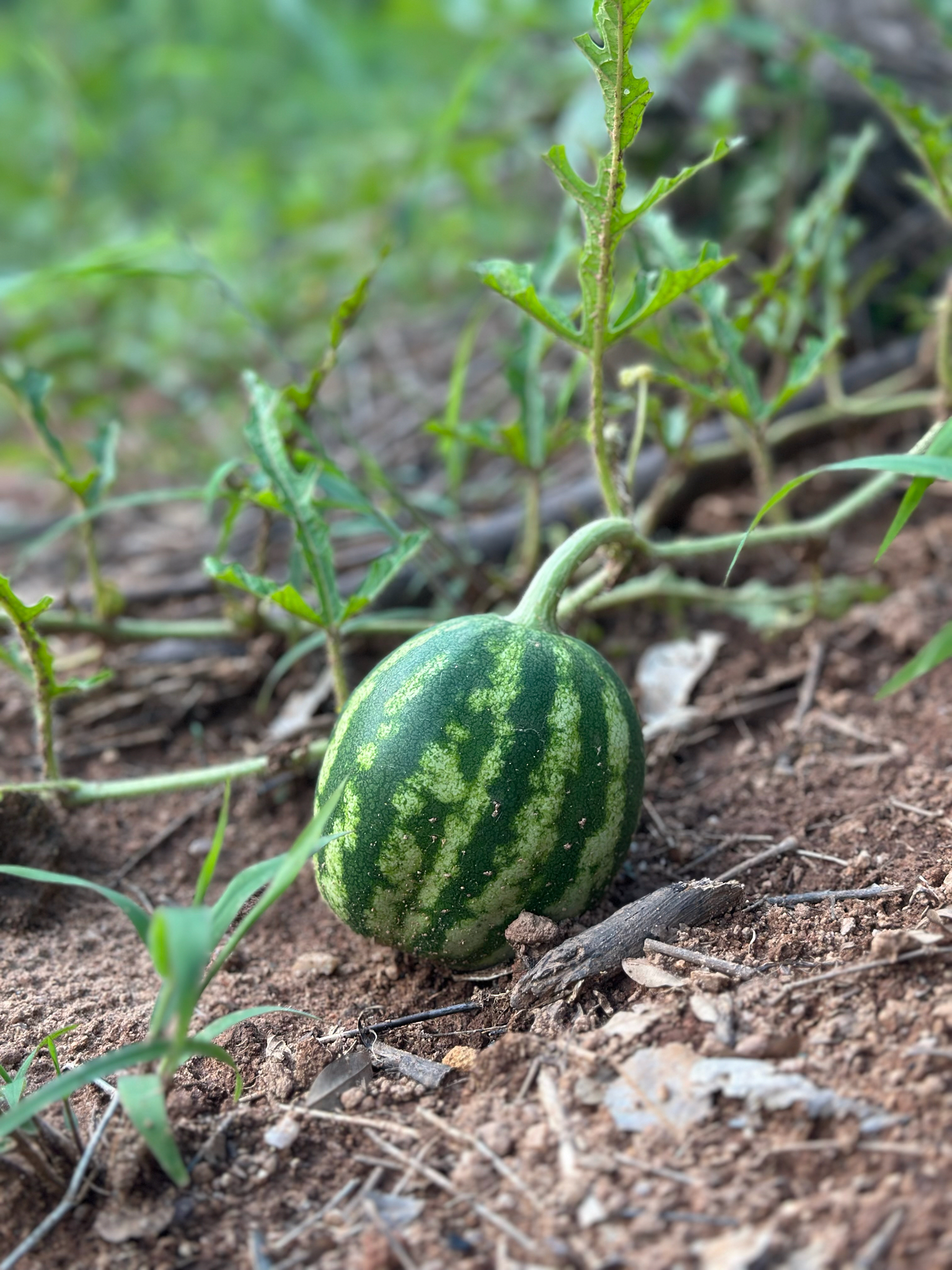 Citrullus lanatus