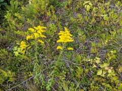 Solidago odora odora