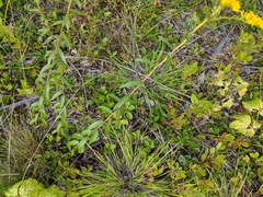 Solidago odora odora