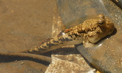 Periophthalmus