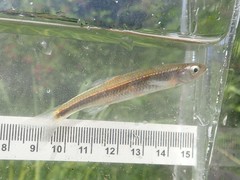 Notropis rubellus