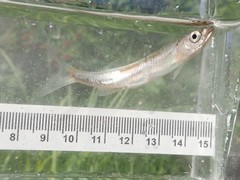 Notropis rubellus