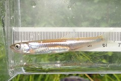 Notropis rubellus
