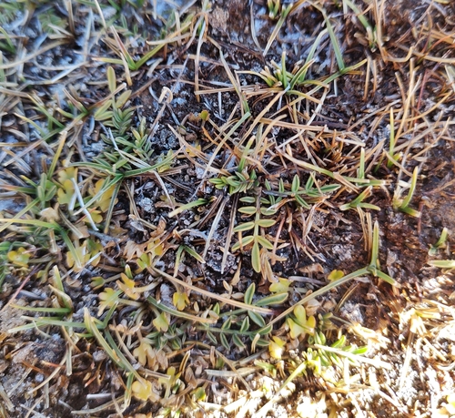 Astragalus bustillosii