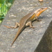 Common Sun Skink - Photo no rights reserved