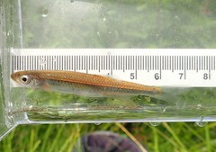 Notropis rubellus