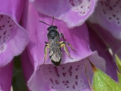 Lasioglossum sexnotatum