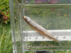 Notropis rubellus