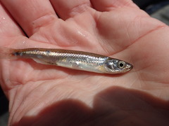 Notropis rubellus