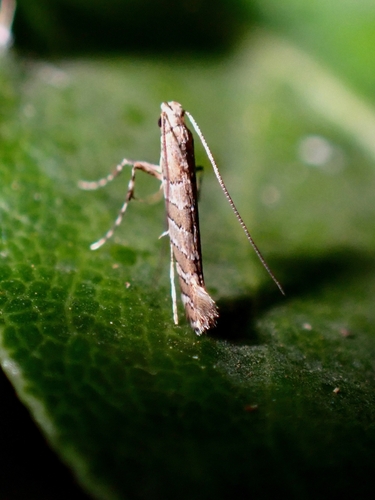 Dialectica hedemanni