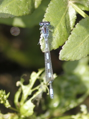 Coenagrion mercuriale