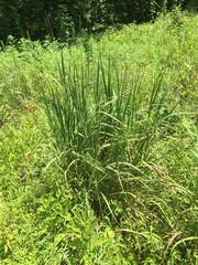 Tripsacum dactyloides