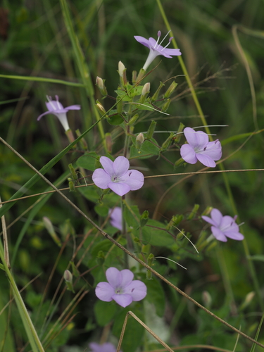 Image of Barleria obtusa by (c) Rosario, some rights reserved (CC BY)