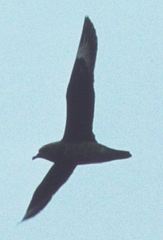 Pterodroma neglecta