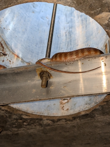 Brown Tree Snake sighting