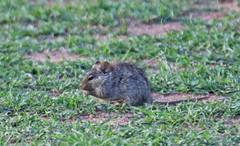 Arvicanthis niloticus