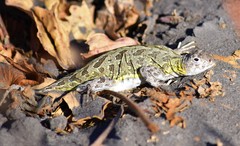 Holbrookia subcaudalis