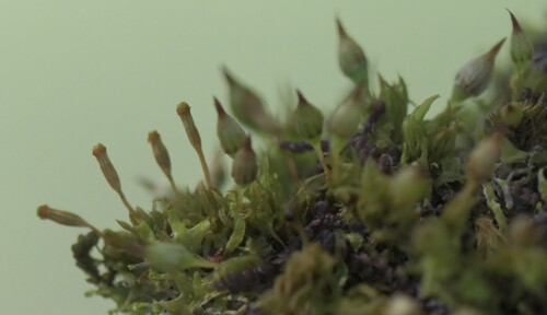 Image of Orthotrichum pulchellum by (c) Kian Hayles-Cotton, some rights reserved (CC BY)