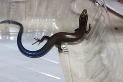 Plestiodon tetragrammus brevilineatus