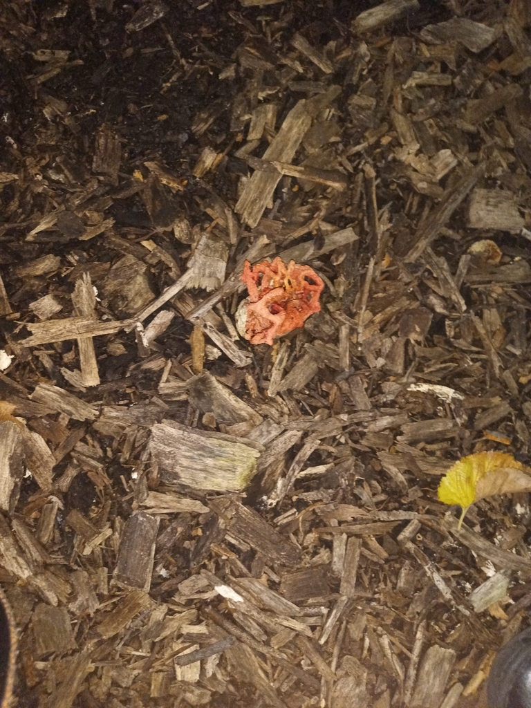 Clathrus ruber · April 2025 · photo: © evietchi (iNaturalist, cc-by-sa)