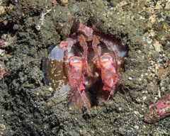 Lysiosquillina maculata