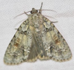 Acronicta exilis