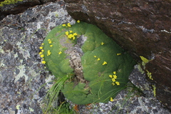 Draba rigida