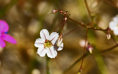 Eriogonum spergulinum