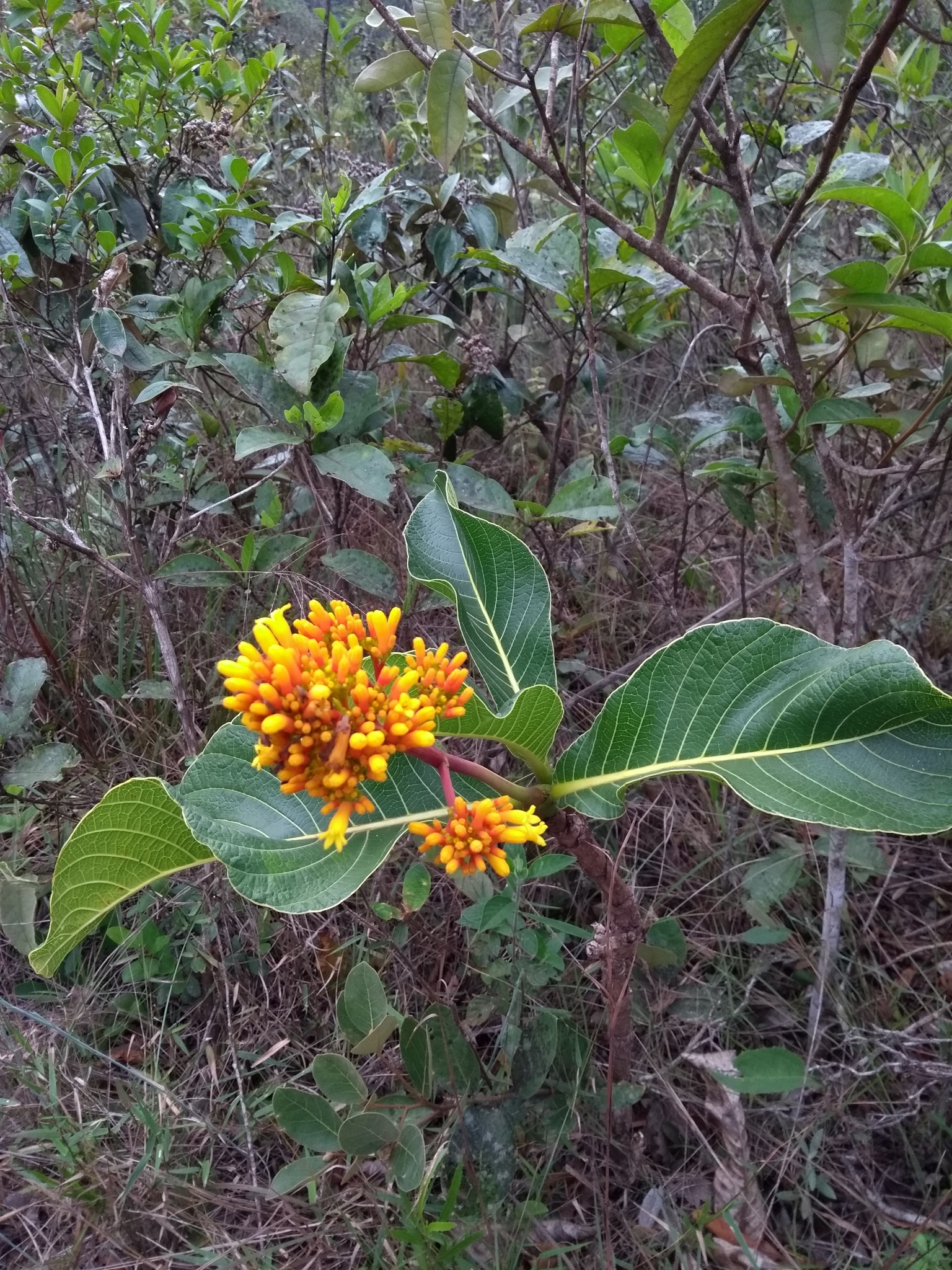 Palicourea rigida