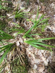 Carex arctata