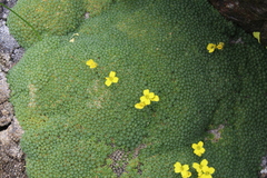 Draba rigida