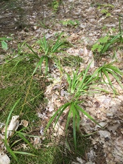 Carex arctata