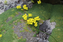 Draba rigida