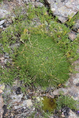 Gypsophila tenuifolia