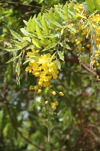 Golden Shower Tree