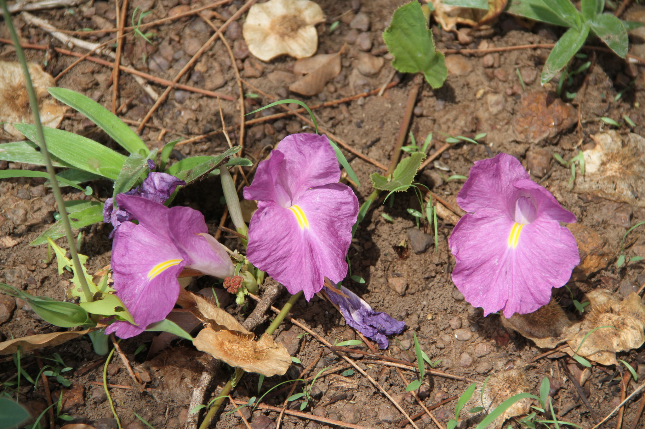 Siphonochilus Aethiopicus (Siphonochilus aethiopicus)