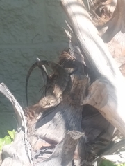 Sceloporus occidentalis