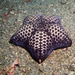Mosaic Cushion Star - Photo (c) 104623964081378888743, some rights reserved (CC BY-NC), uploaded by 104623964081378888743