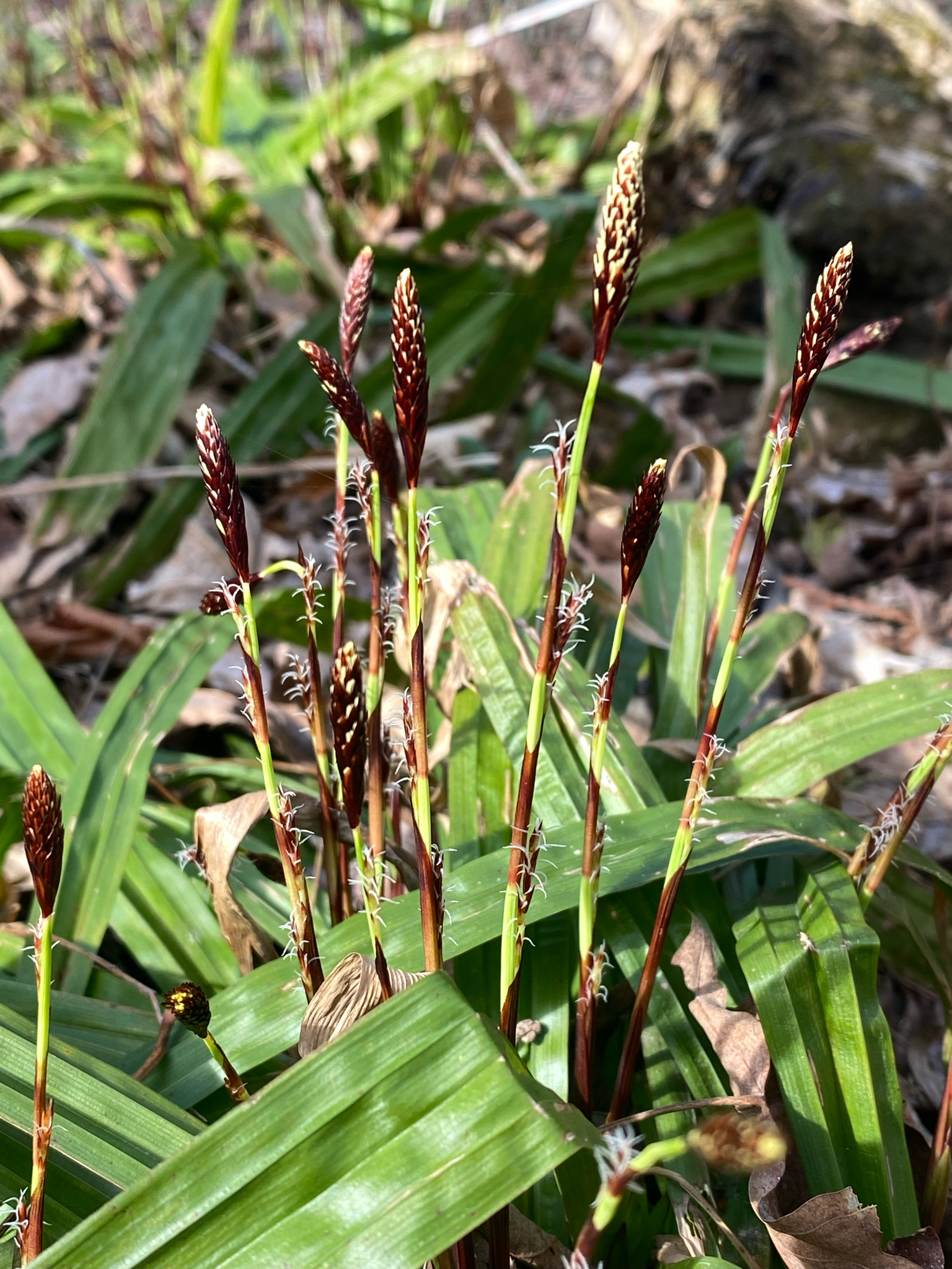 Carex plantaginea