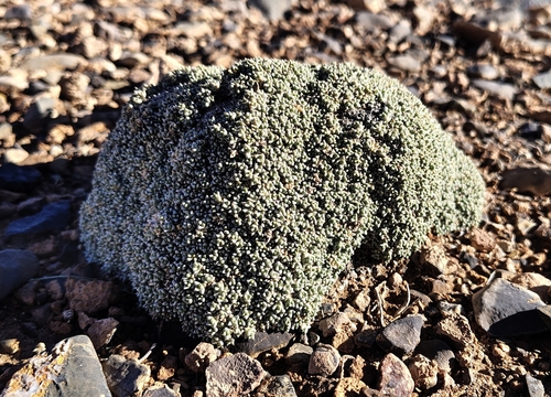 Anabasis aretioides