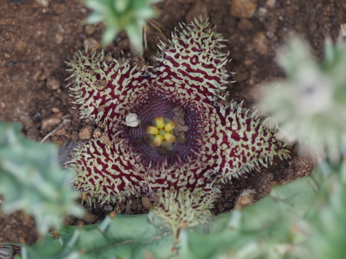 Ceropegia hystrix