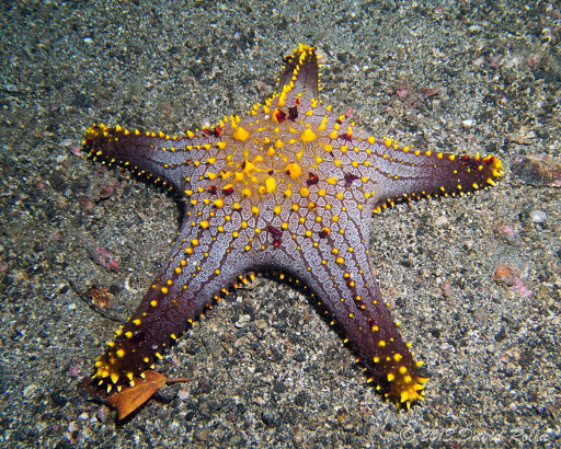 Valvatacean Sea Stars