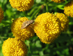 Nithecus jacobaeae