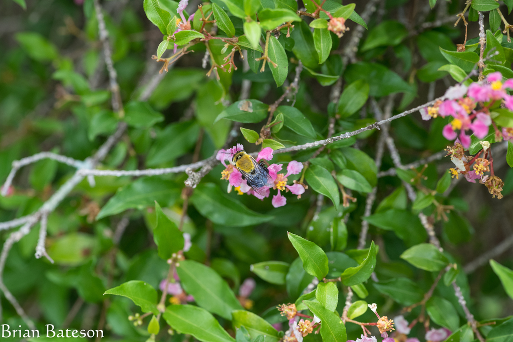 Shining Oildigger Bee from Rowena Gardens, Orlando, FL 32803, USA on