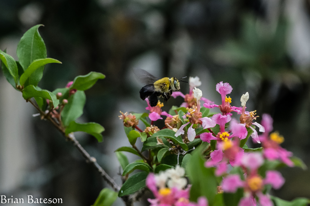 Shining Oildigger Bee from Rowena Gardens, Orlando, FL 32803, USA on