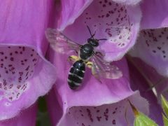 Lasioglossum sexnotatum