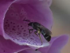 Lasioglossum sexnotatum