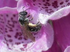Lasioglossum sexnotatum